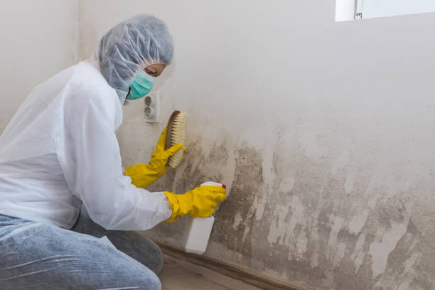 Best Emergency Mold Remediation  in Weissport East, PA