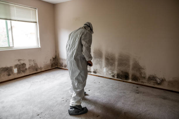 Best Mold Prevention Services  in Weissport East, PA